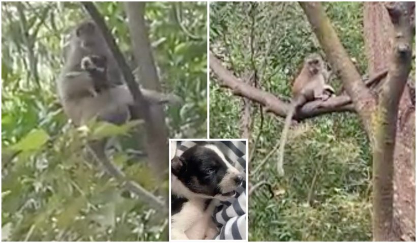 O maimuță din Malaezia a răpit un cățeluș și l-a ținut trei zile ostatic într-un copac - maimuta-1632237663.jpg