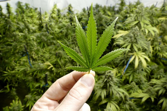 Olanda legalizează cultivarea marijuanei - marijuana-1487775497.jpg
