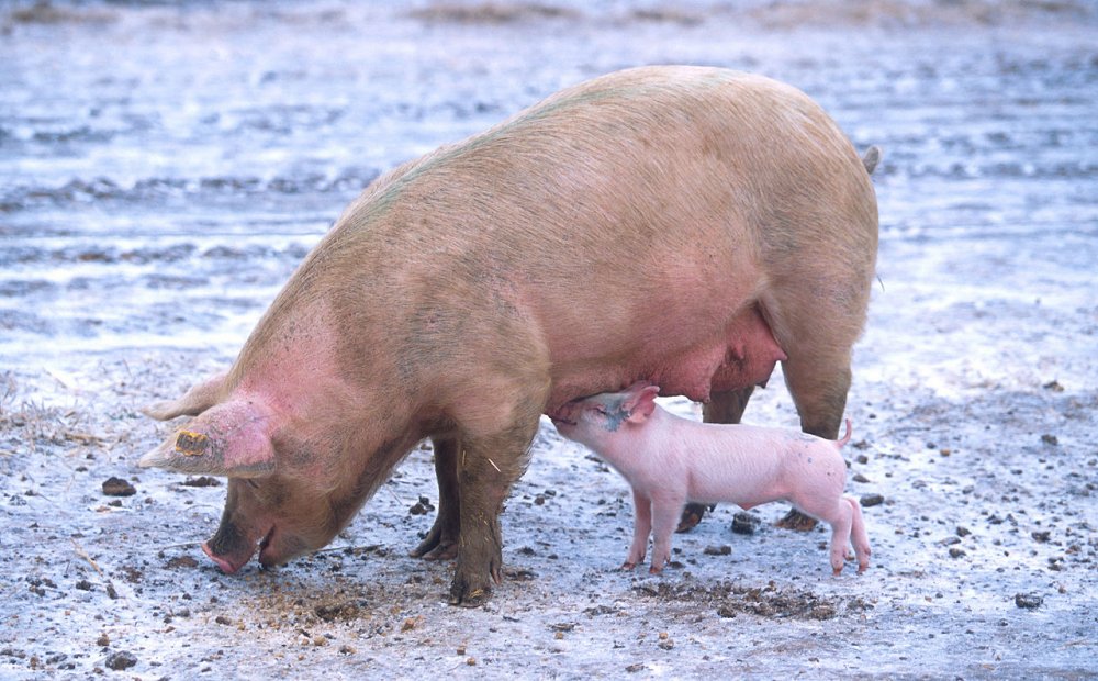 Fermierii vor avea voie să crească MAXIM 5 porci în gospodării! - maxim5porci-1612090928.jpg