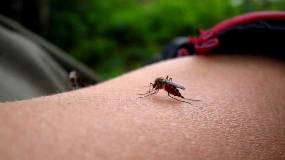 ALERTĂ MAXIMĂ! Virusul Zika cuprinde Europa - maxresdefault-1454326120.jpg