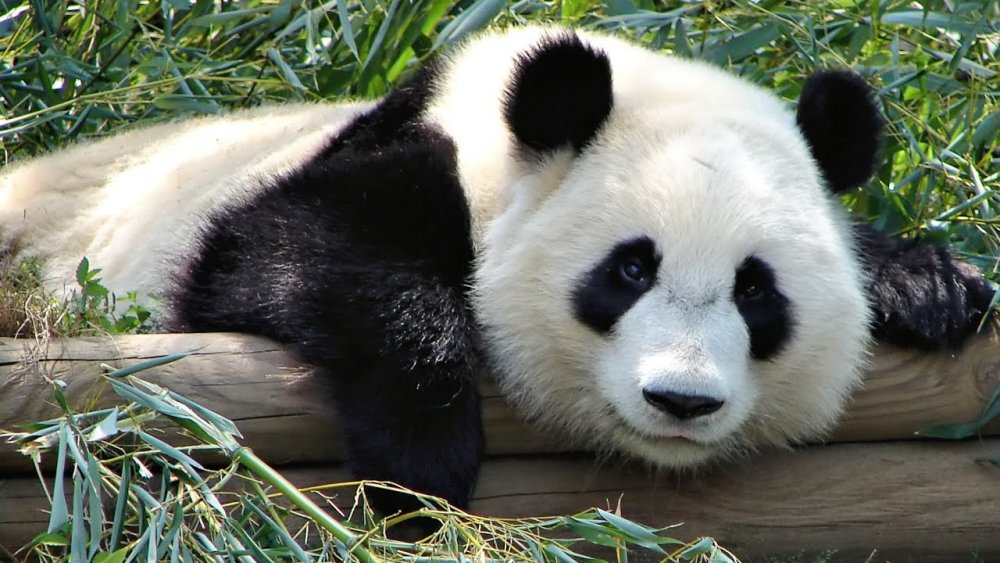 Urșii panda nu mai sunt o specie în pericol, ci una „vulnerabilă” - maxresdefault-1625669225.jpg