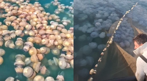Invazie de meduze pe litoral. Imagini inedite surprinse de pescari - meduza-1664972467.jpg