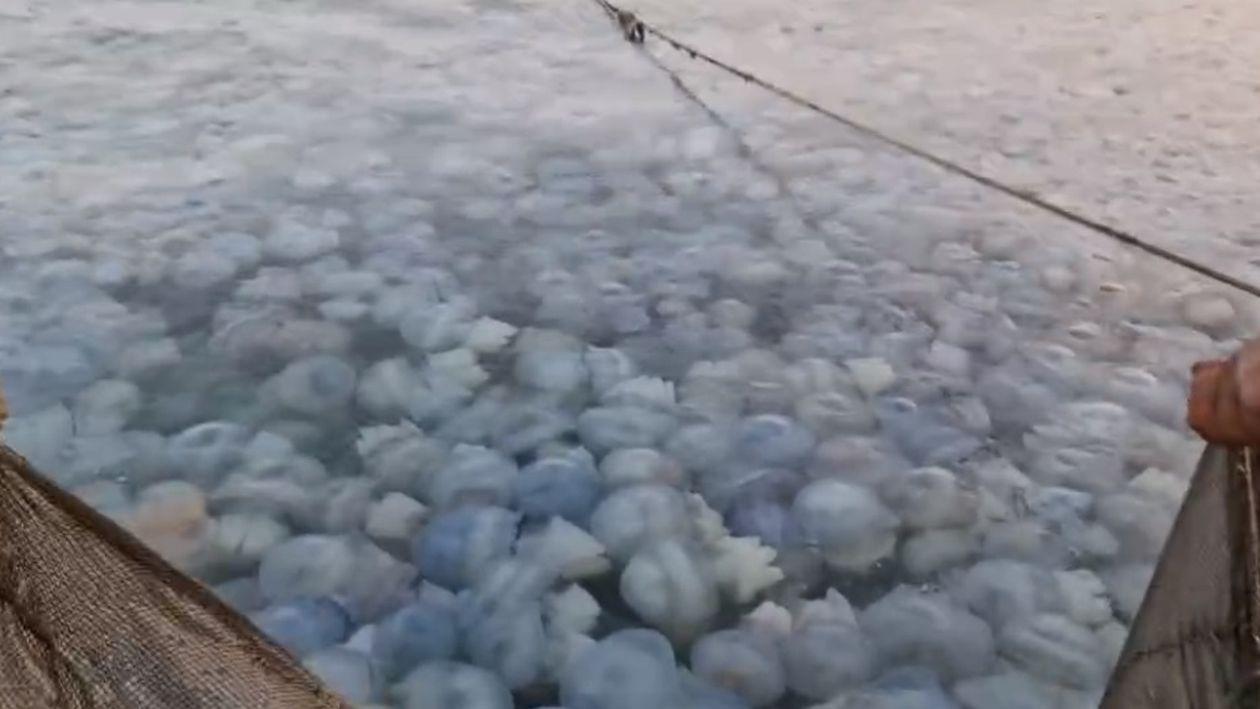 VIDEO Imagini spectaculoase pe litoral. Sute de meduze au invadat Marea Neagră - meduze-1696437129.jpg