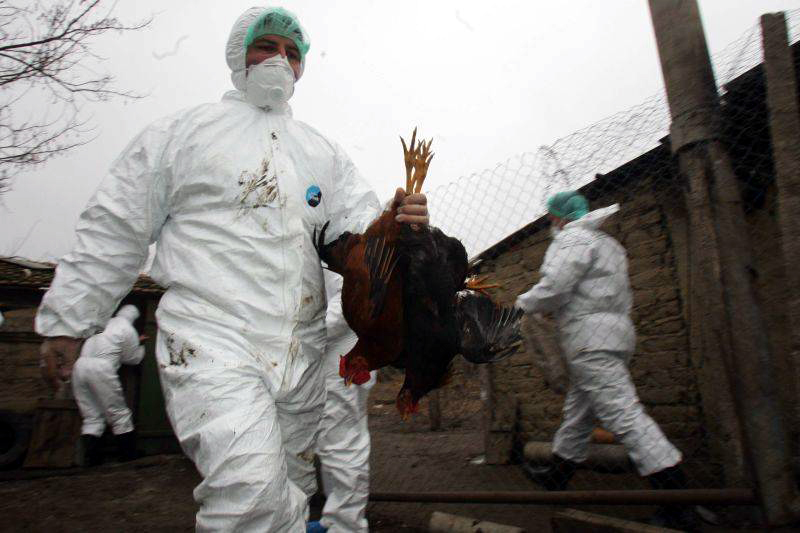 Milioane de păsări, sacrificate în Mexic, din cauza  gripei aviare - mexic-1362490543.jpg