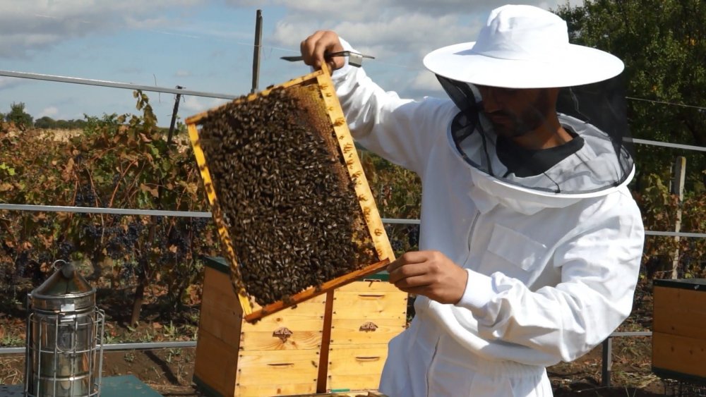Producţia de miere a crescut în cantităţi mari - miere-1626888049.jpg