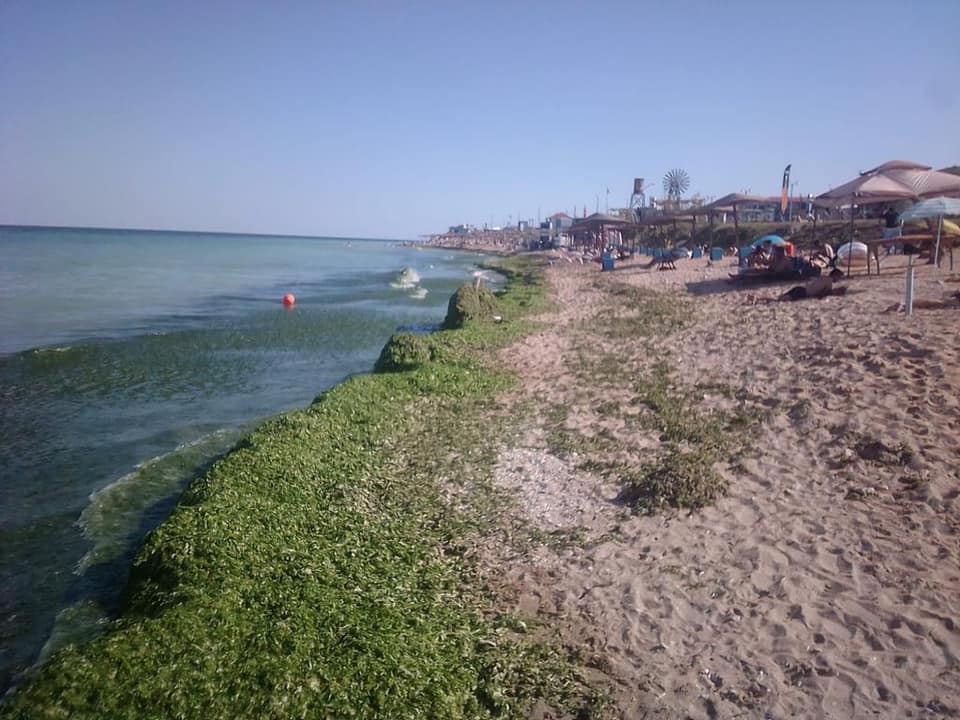 Mii de tone de alge, adunate de pe plaje, pe litoral - miidetone-1629628151.jpg