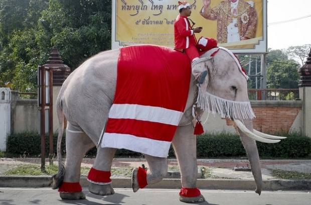 TRADIȚII DE PE MAPAMOND. Țara în care elefanții aduc cadourile de Crăciun - moscraciunpeelefant18054100-1545722454.jpg