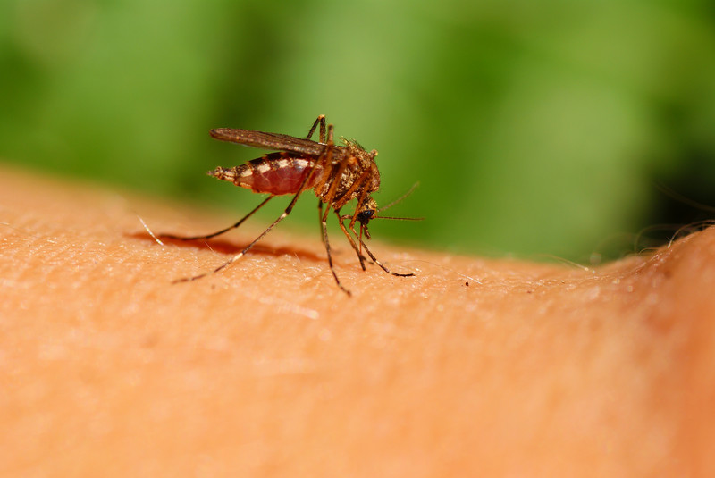 ALERTĂ ÎN ROMÂNIA! VIRUSUL WEST NILE SE EXTINDE - mosquito-1533211905.jpg