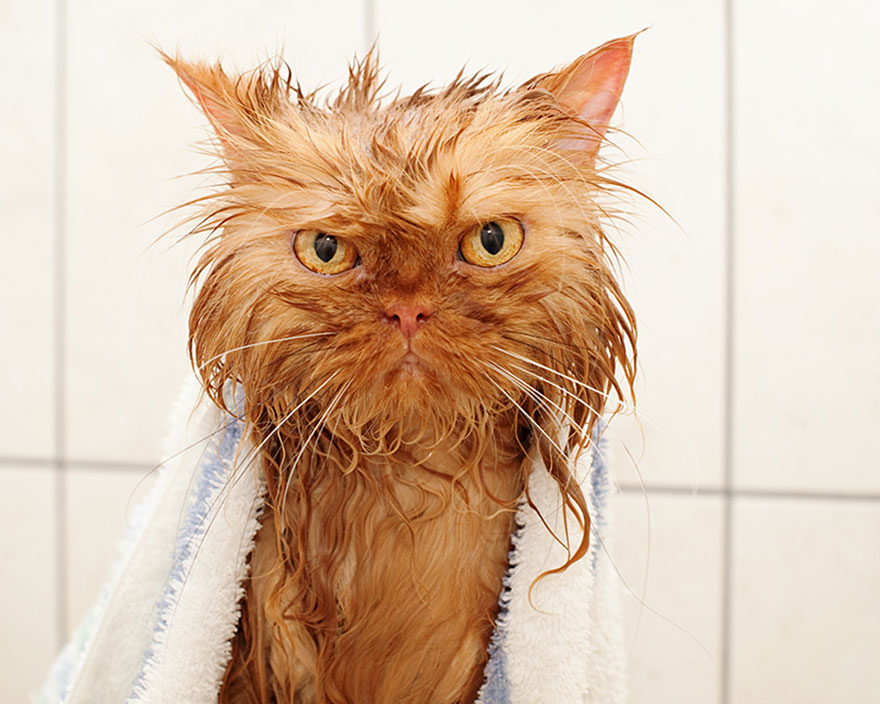 Nebunul știe cum să spele o pisică? - nebunul-1586183975.jpg