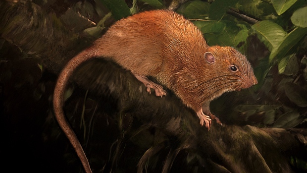 Vika, o nouă specie de rozătoare, asemănătoare șobolanului, descoperită în Insulele Solomon - newgiantratsolomonislands-1506690633.jpg