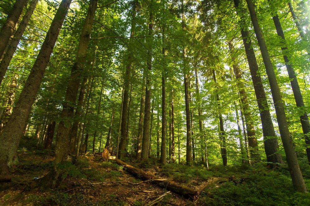 Noul Cod Silvic a fost adoptat de Senat și aduce o serie de schimbări importante pentru pădurile din țară - noul-cod-silvic-1714463518.jpg
