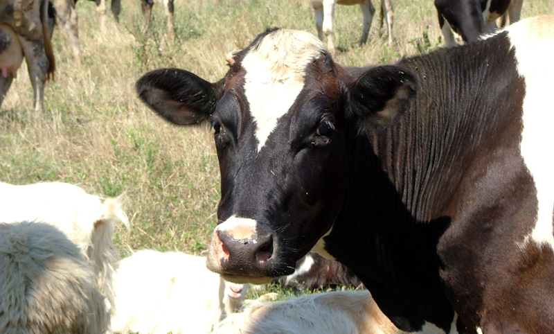 Numărul bovinelor sacrificate a crescut cu 22,6% - numarbovine-1404928627.jpg