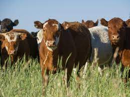 Numărul bovinelor e în ușoară scădere - numarulbovineloreinusoarascadere-1663871338.jpg