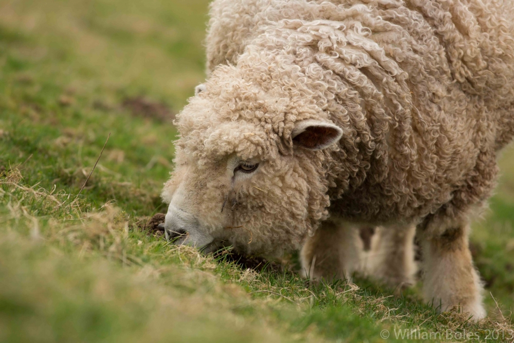 O nouă perioadă de depunere a cererilor de sprijin pentru crescătorii de ovine și caprine - oaie-1385140145.jpg