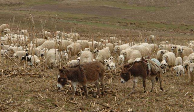 Turmă cu peste 80 de oi, furată de pe pășunea din Seimenii Mari - oaie1348491294-1348514871.jpg