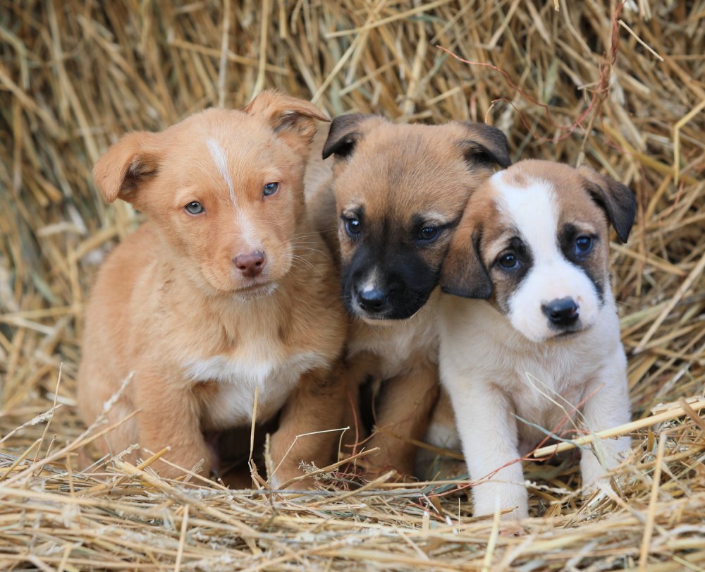 Oferă o nouă viață câinilor fără stăpân și participă la campania de adopție - oferaonouasursaprimariaconstanta-1580849373.jpg