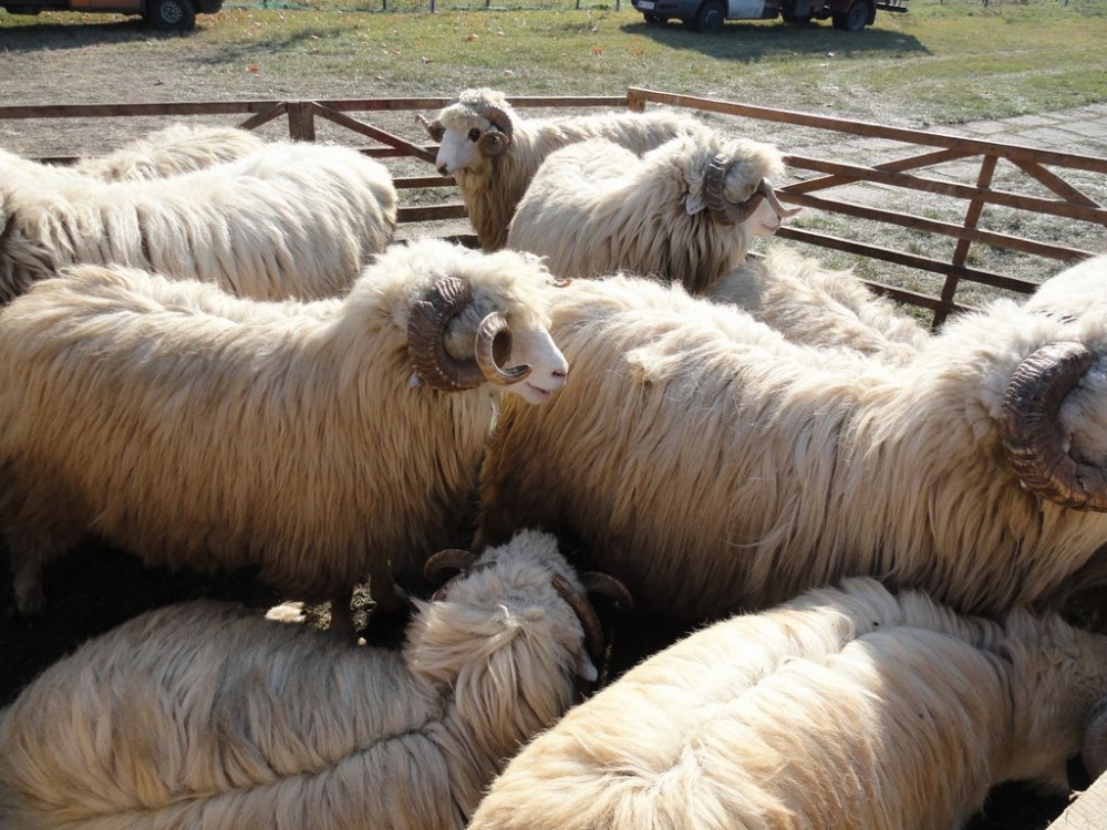 Ajutor de maximum 6,5 euro/animal pentru crescătorii de oi și capre - oi-1378096606.jpg
