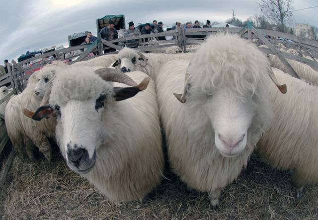 Veste bună pentru crescătorii constănțeni de ovine! Se reiau exporturile  în Turcia - oi-1382393962.jpg