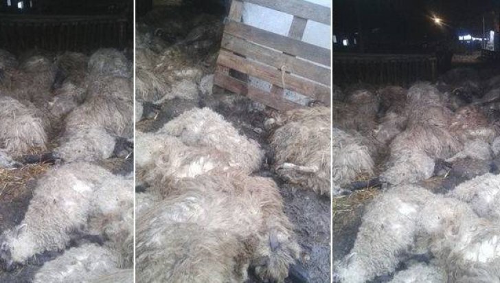 Caz șocant: Sute de oi au murit sufocate după atacul unor animale sălbatice - oimoarte702x33613632100-1522143049.jpg