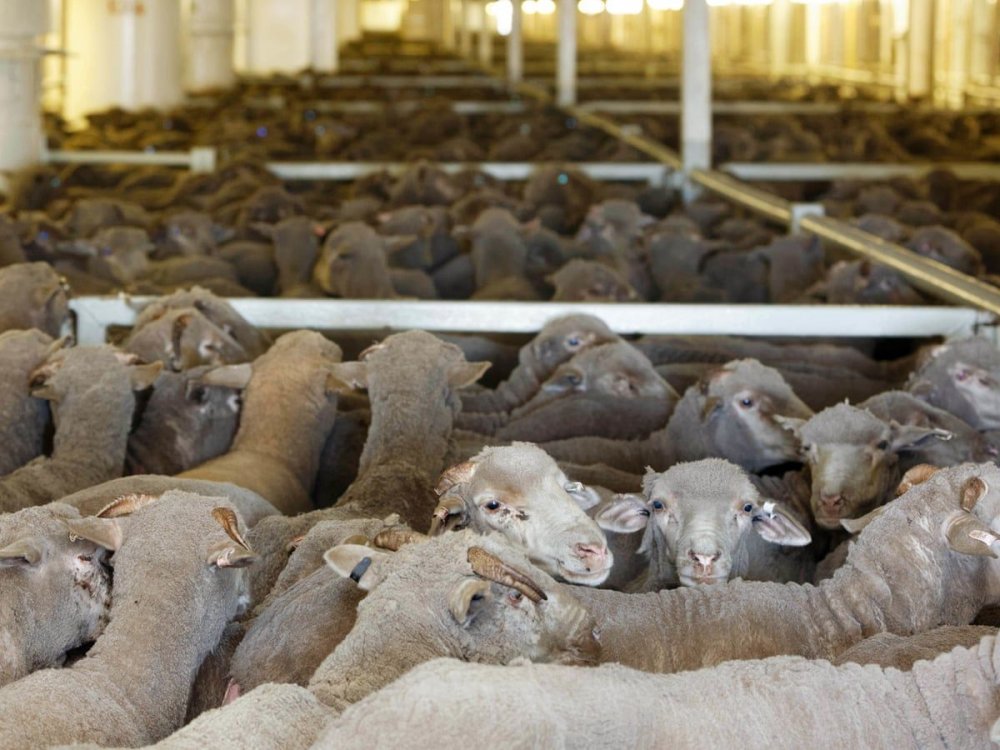 Veste bună pentru crescătorii de animale! Parlamentul european a votat o lege importantă pentru ei - oinava-1638461841.jpg