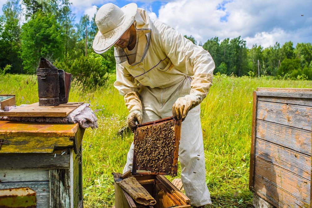 O nouă obligaţie pentru apicultori - onouaobligatiepentruapicultori-1622481674.jpg