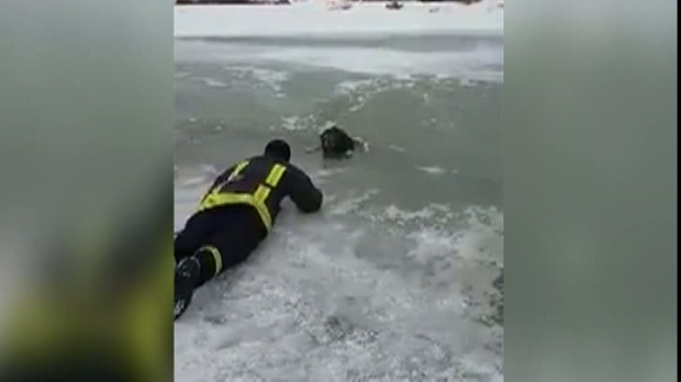 VIDEO / Operațiune emoționantă de salvare. Un câine a fost scos dintre sloiuri de un pompier - operatiunisalvare08814200-1486026860.jpg