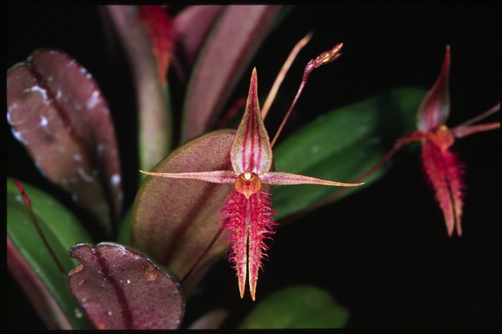 O nouă specie de orhidee a fost descoperită în jungla amazoniană din Peru - orhidee-1534345586.jpg