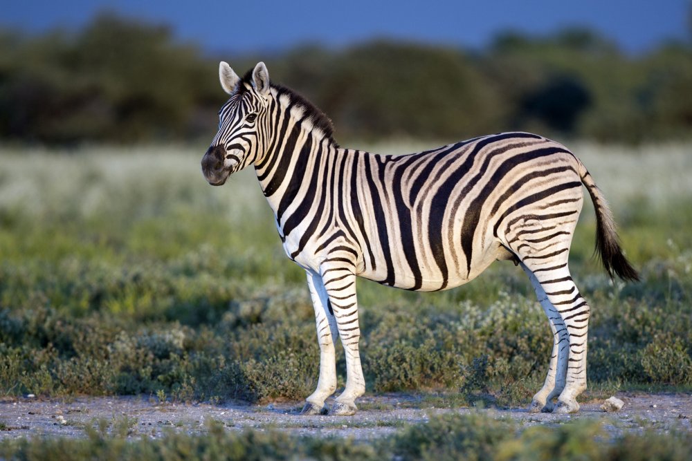 O tânără zebră evadează - otanarazebraevadeaza-1643983494.jpg