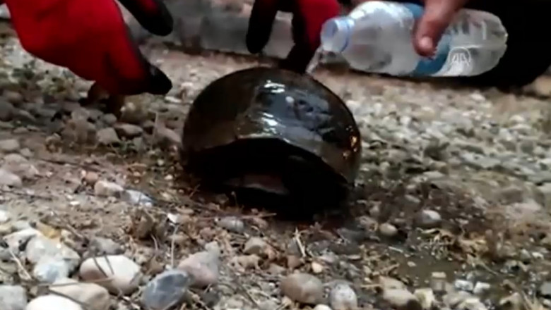Imaginile zilei vin din Turcia. Pompierii au salvat o broască ţestoasă de sub cenuşă - otewyjg2nmfkmzayzjkxn2y1zjm2yzg5-1628410153.jpg