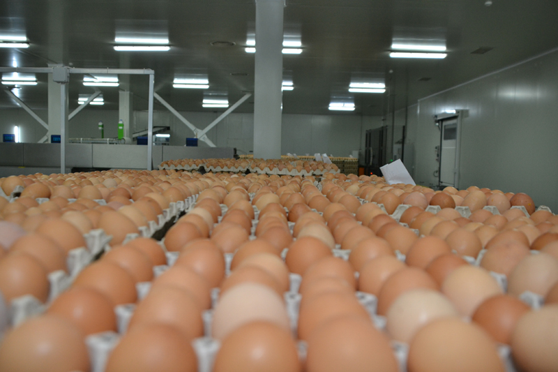 Ministrul Agriculturii din Germania, despre ouăle contaminate  din UE: 