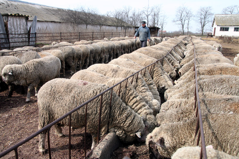 Iordania a interzis importul de ovine și bovine din România, din cauza cazurilor de boală a limbii albastre - ovine1367011490-1409563336.jpg