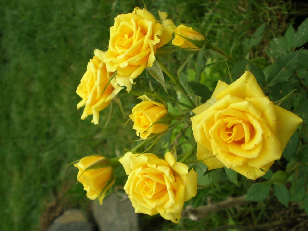 Cum se îngrijesc trandafirii de ghiveci - p6030171-1342962726.jpg