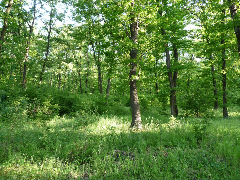 Câte păduri mai sunt în județul Constanța - padure-1331662431.jpg