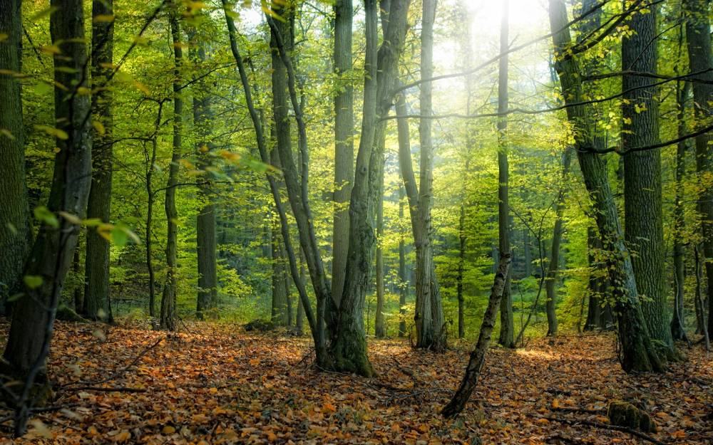 Pădurile private din România, păzite cu bani...de la stat - padure-1471356217.jpg