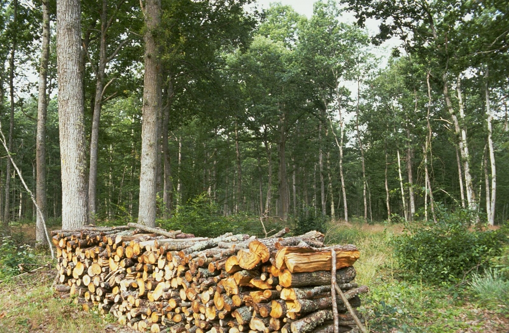 INS / Peste 1,5 milioane metri cubi de lemn, exploatat în sud - estul țării, anul trecut - padurelemn-1380186616.jpg