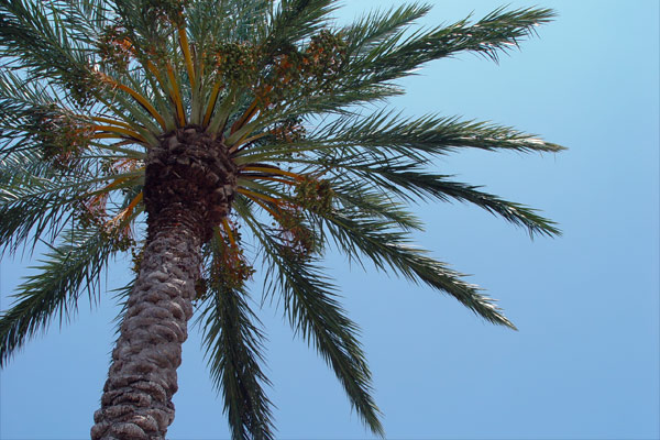 Palmierii furați din parcul din Eforie, găsiți de polițiști - palmier-1339052143.jpg