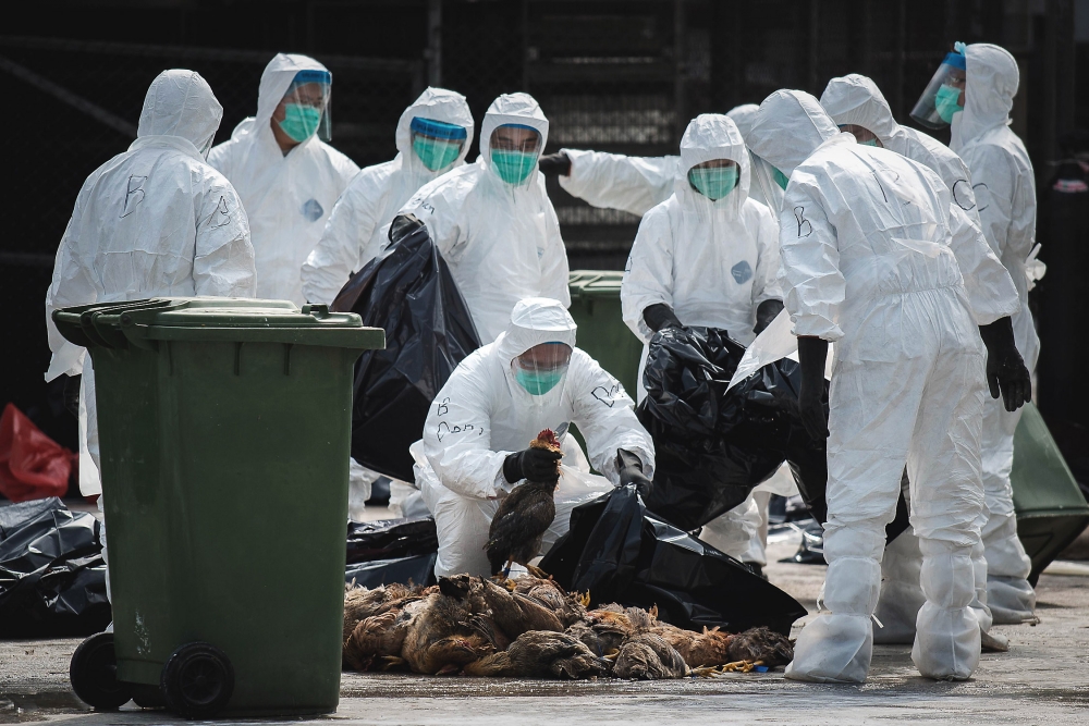 Japonia: Peste 100.000 păsări, sacrificate după o alertă de gripă aviară - pasari-1397543641.jpg