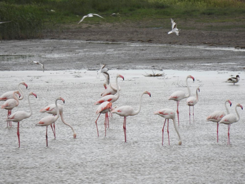 Ce frumuseţe! Păsări flamingo, pe lacurile din Constanţa - pasari-1622050121.jpg