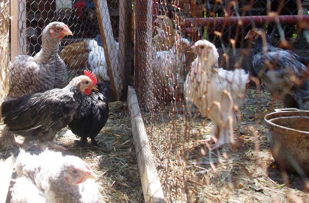 Alertă de gripă aviară, la Constanța. Păsări din două gospodării, moarte în condiții suspecte - pasariincurte-1486813966.jpg