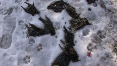 Mai multe păsări moarte au fost găsite în Constanța - pasarimoarteconstanta58882300-1329498690.jpg
