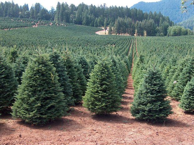 Romsilva scoate la vânzare peste 20 de mii de pomi de Crăciun. Ce prețuri vor avea brazii și molizii - pepinierabraziromsilva-1700745321.jpg