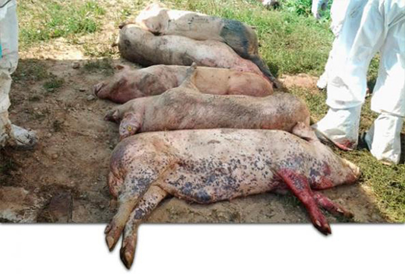 Pericolul pestei porcine necesită intervenția Guvernului - pericolulpesteiporcine-1501683648.jpg