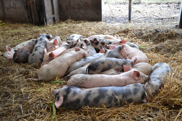 Dacian Cioloș, despre criza pestei porcine - pestaporcinaafricananumaipoatefi-1535888786.jpg
