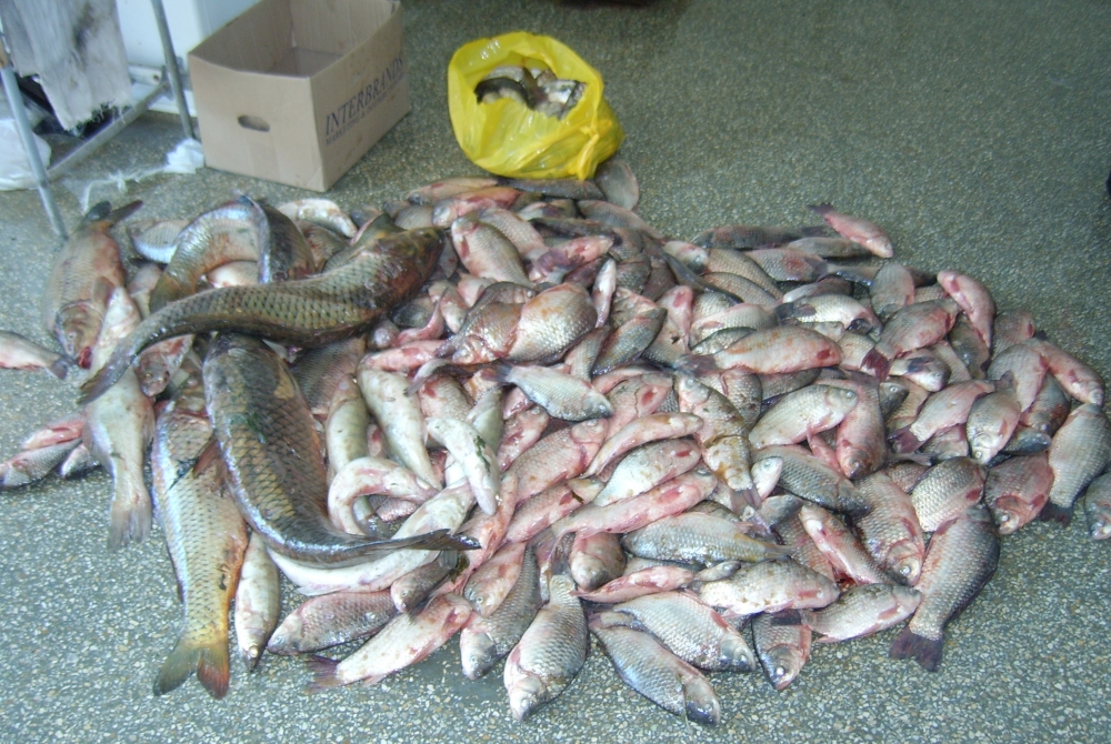 Peste 100 kilograme de pește transportate ilegal - peste-1340179757.jpg