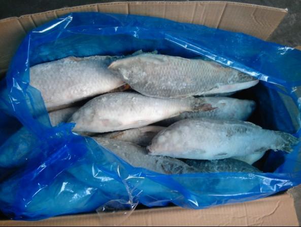 Transport de pește fără documente legale - peste-1363161442.jpg