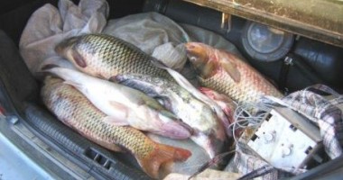 Aproximativ 100 de kilograme de pește confiscate - peste-1364250967.jpg