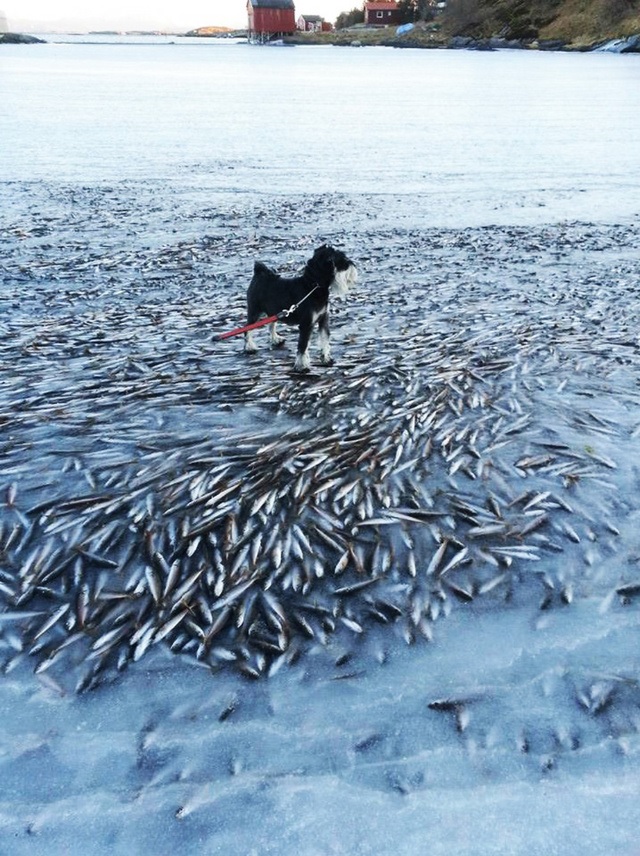 Norvegia / Banc de pești. înghețat în apropierea țărmului - peste-1389892624.jpg