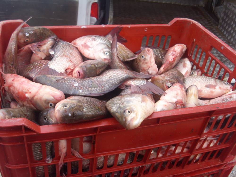 Zeci de kilograme de pește, confiscate de polițiști - peste-1448623381.jpg