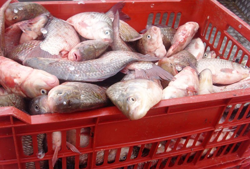 Saci plini cu pește confiscați de polițiști - peste-1450286950.jpg