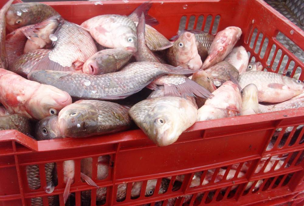 Poliția din Delta Dunării a confiscat peste 600 kg de pește, undițe și alte materiale de pescuit - peste-1494058322.jpg